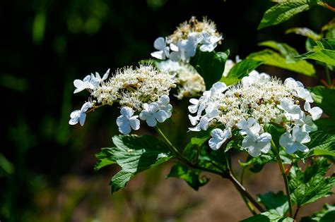 Viburnum Bloom Flowers White - Free photo on Pixabay - Pixabay