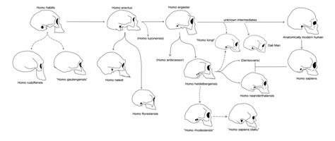 Evolution Of Man Names Of Stages