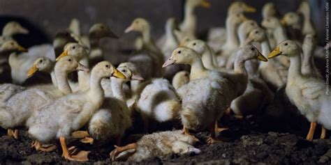 Duck farming: 9 ways duck farms are failing animals | Animals Australia