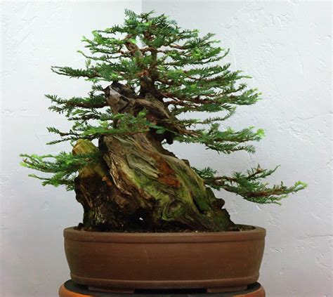 Revisiting Redwood Bonsai | Bonsai Bark