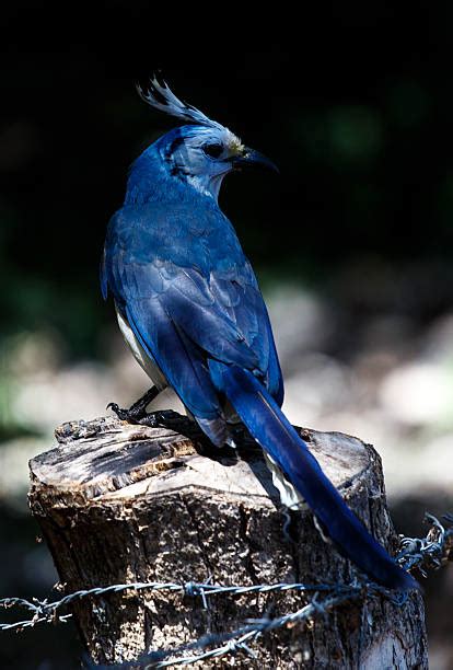 Best Taiwan Blue Magpie Stock Photos, Pictures & Royalty-Free Images ...