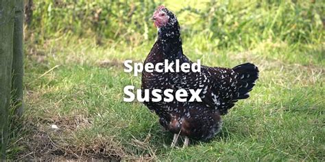 Speckled Sussex Chicken: Eggs, Color, Size, Temperament, Pics