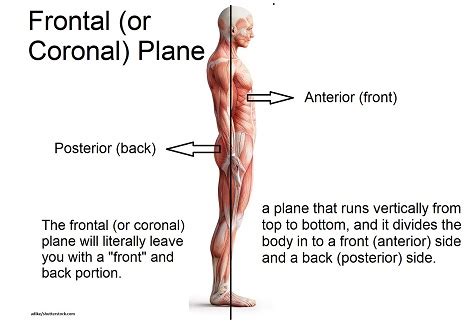 Anatomical Body Planes and Sections – Anatomy and Physiology