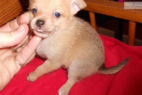 Pomchi puppy for sale near Houston, Texas | 642c2c55-3c81