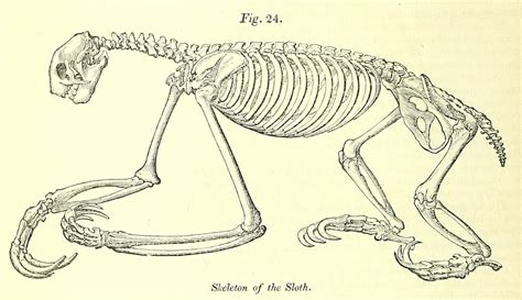 nemfrog | Animal skeletons, Scientific illustration, Sloth art