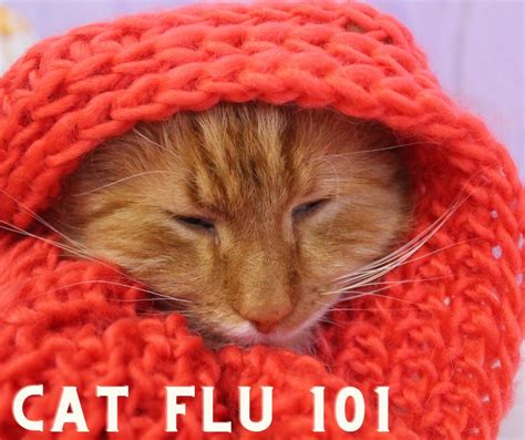 Cat Flu 101 - Sugarland Animal Hospital