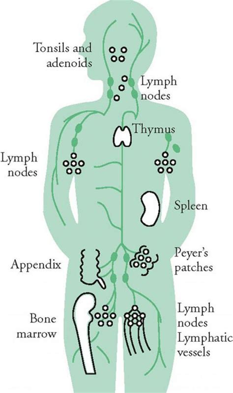 Diagram Of The Immune System Wiring Database | My XXX Hot Girl