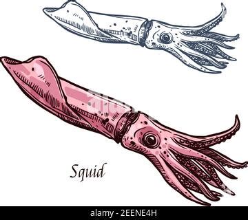 Squid isolated vector cephalopods marine animal sketch. Vector armhook squid, Decapodiformes ...