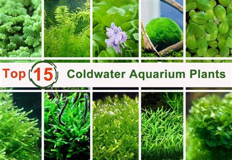 15 Top Coldwater Aquarium Plants - Shrimp and Snail Breeder