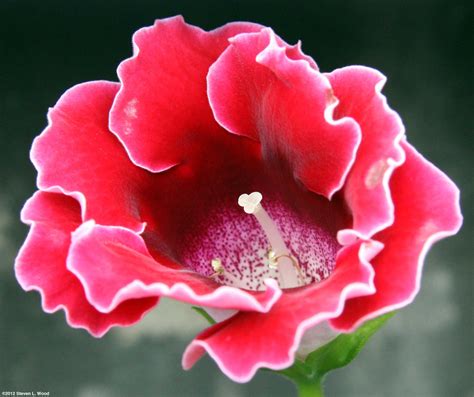 Senior Gardening: Gloxinia Photos