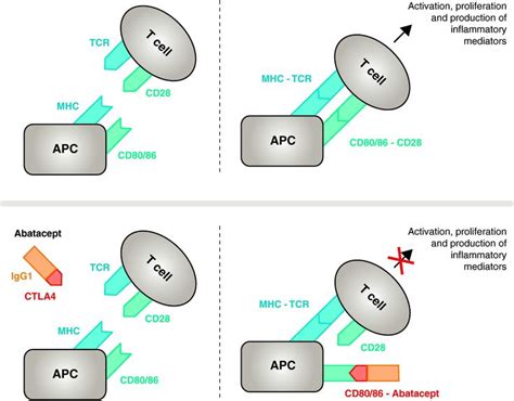 Abatacept Mechanism of Action: Concordance With Its Clinical Profile ...