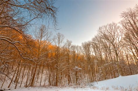 Golden Winter Forest by somadjinn on DeviantArt