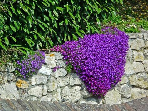 RockCress ,Cascade Purple FLOWER SEEDS, Aubrieta