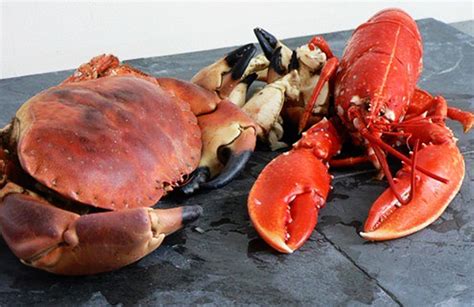 Crab vs Lobster - Frozen Mud Crab Supplier, Crab Meat Seller, Crab Canning Supplier, Jumbo Crab ...