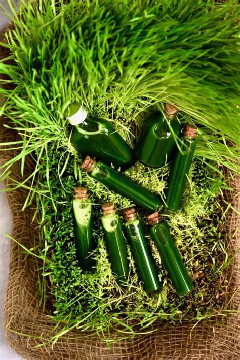 How to make Wheatgrass Shots and Juice - Alphafoodie