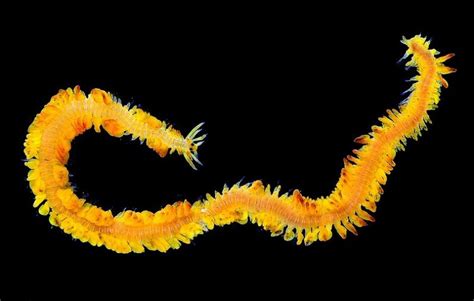 This Chinese Dragon Worm is Oddly Magnificent | Featured Creature