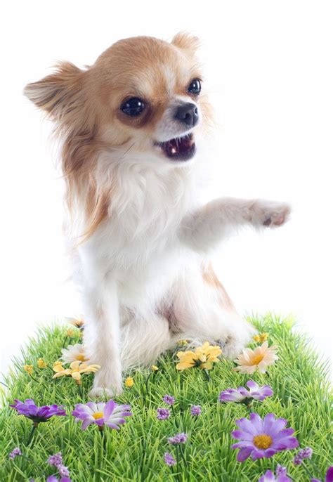 Boy Chihuahua Names Perfect For Your Male Chi