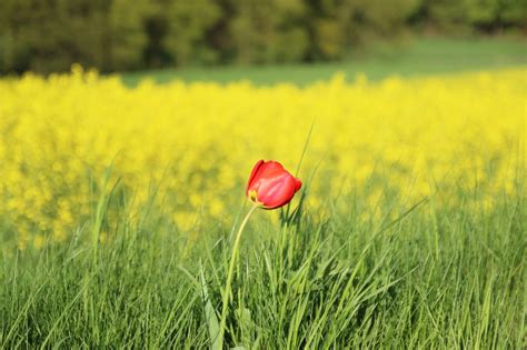 Poppy Field Flower - Free photo on Pixabay