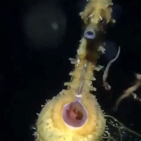 A male seahorse giving birth! Have you ever seen this before? (Aka ...