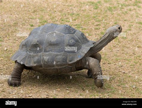 Channel Islands, Jersey - Gerald Durrell Wildlife Park giant tortoise ...