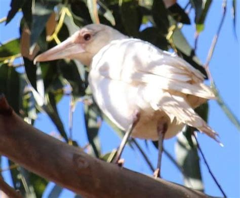 South West Western Australia he’s 4 years old Albino Magpie in 2020