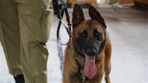 CBP on Twitter: "The K9s are Belgian Malinois—a breed known for its ...