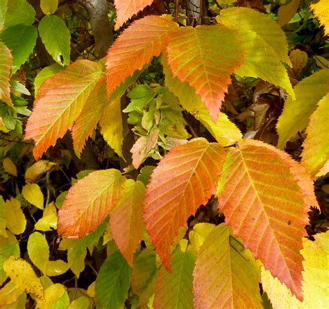 Consider a Hornbeam | Piedmont Master Gardeners