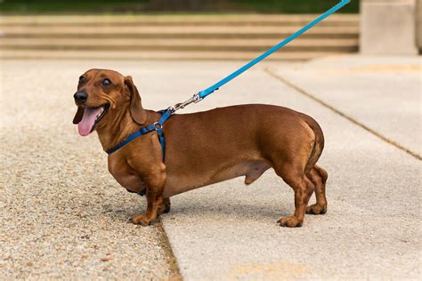 Busting 14 Myths About The Dachshund | Dog Reference