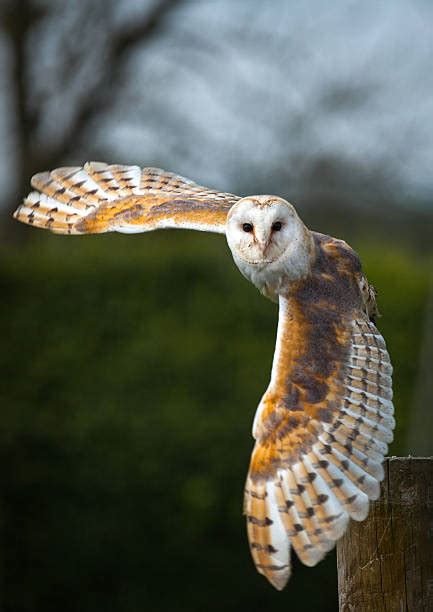 Royalty Free Owl Flying Pictures, Images and Stock Photos - iStock