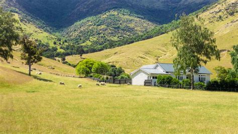 House with Sheep in New Zealand Stock Photo - Image of outdoors, nature ...