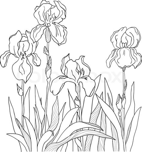 Iris | Vector | Colourbox | Flower drawing, Iris drawing, Iris painting