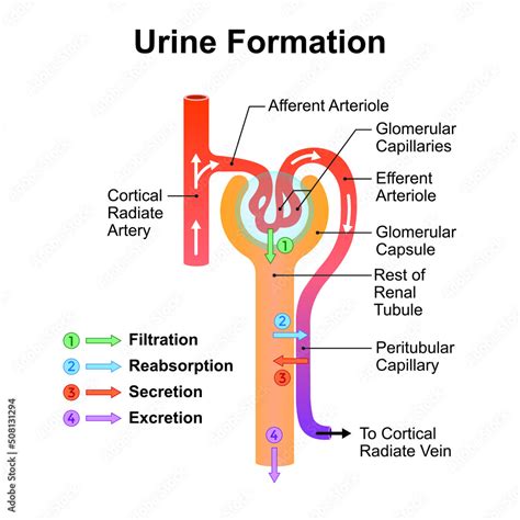 Vettoriale Stock Scientific Designing of Urine Formation. Glomerular ...