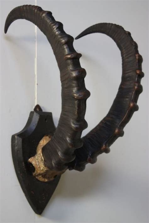 Set Of 19th Century Antique Ibex Horns | 60321 | Sellingantiques.co.uk