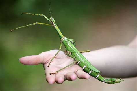 10 interesting insects and bugs found around Australia - InquiBox