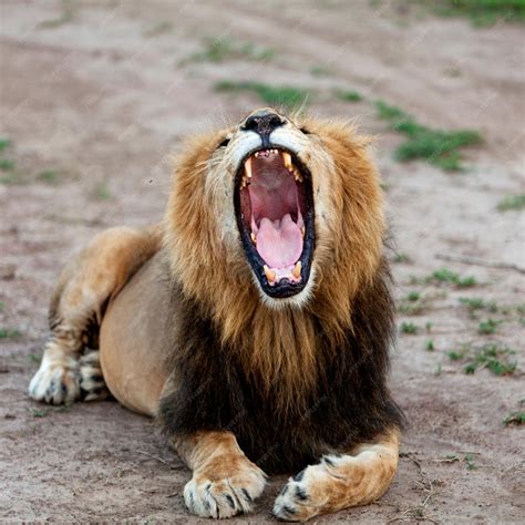 Premium Photo | Lion roar roaring lion close up of a lion roaring