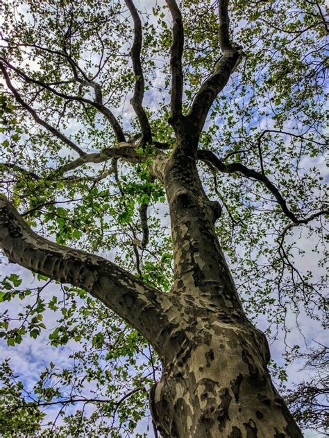 Facts About The Sycamore Tree - Tips For Growing Sycamore Trees | Gardening Know How