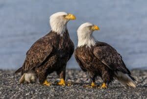 Female Bald Eagle Identification - Birding Insider