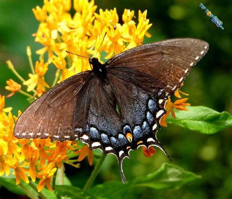 Vivien's: 10 Most Beautiful Species of Butterflies