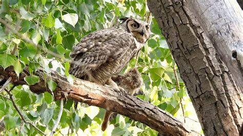 Female great Horned Owl Eating a Rabbit - YouTube