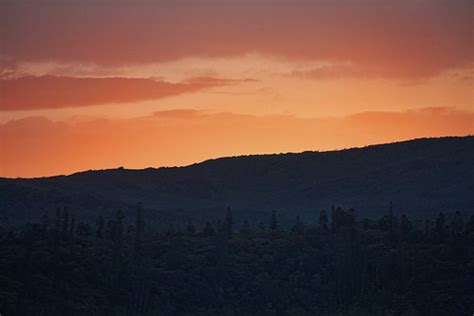 Dark forest, bright orange sky. | david takes photos | Flickr