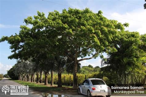 Samanea Saman - Monkeypod / Rain Tree for Sale Florida | Treeworld Wholesale