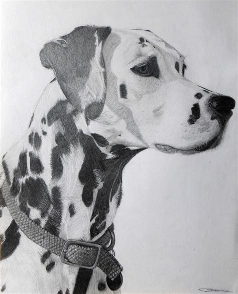 Dalmatian Graphite Pencil Drawing by Funtasticool on DeviantArt