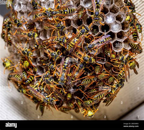 European wasp nest australia hi-res stock photography and images - Alamy