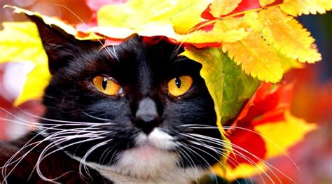 Autumn Cat Wallpapers - Top Free Autumn Cat Backgrounds - WallpaperAccess