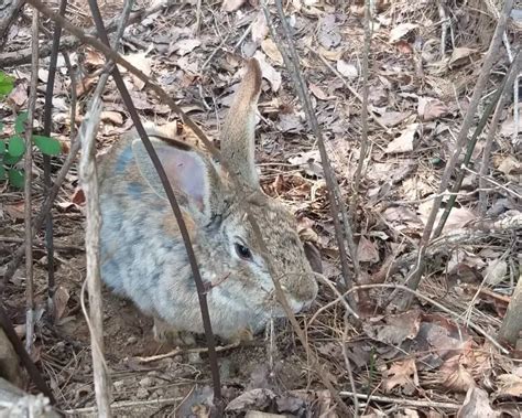 Lepus coreanus - Fakta, føde, habitat og billeder på Animalia.bio