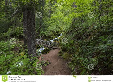 Falls Creek Falls Trail stock image. Image of trails - 117607579