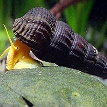 Yellow Rabbit Snail - Aquatics To Your Door