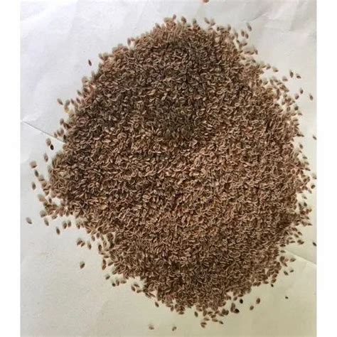 Psyllium Seed at ₹ 155/kilogram | Seed Husk in Navi Mumbai | ID: 21010547955