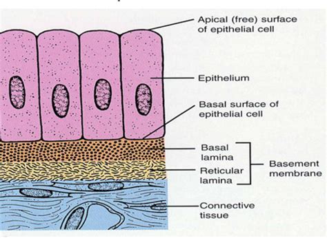 tissue identification Flashcards | Quizlet