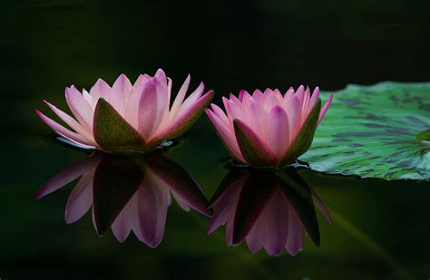 Lotus Wallpaper 4k